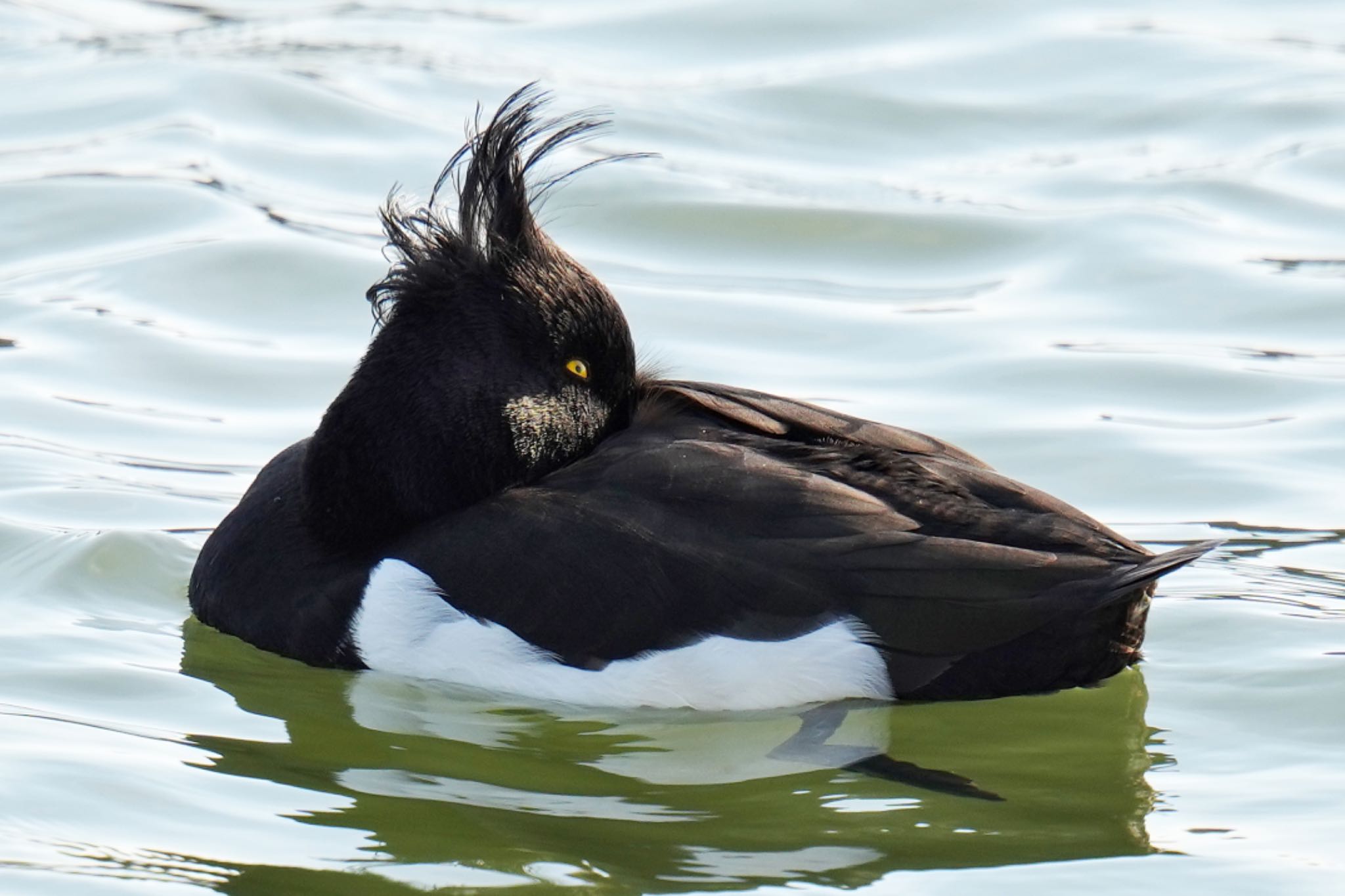 Photo of Tufted Duck at 波崎漁港 by アポちん