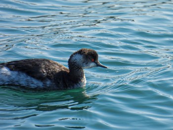 Black-necked Grebe 網代浜 Mon, 3/6/2023