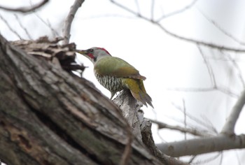 Japanese Green Woodpecker 姉川河口公園 Sun, 3/5/2023