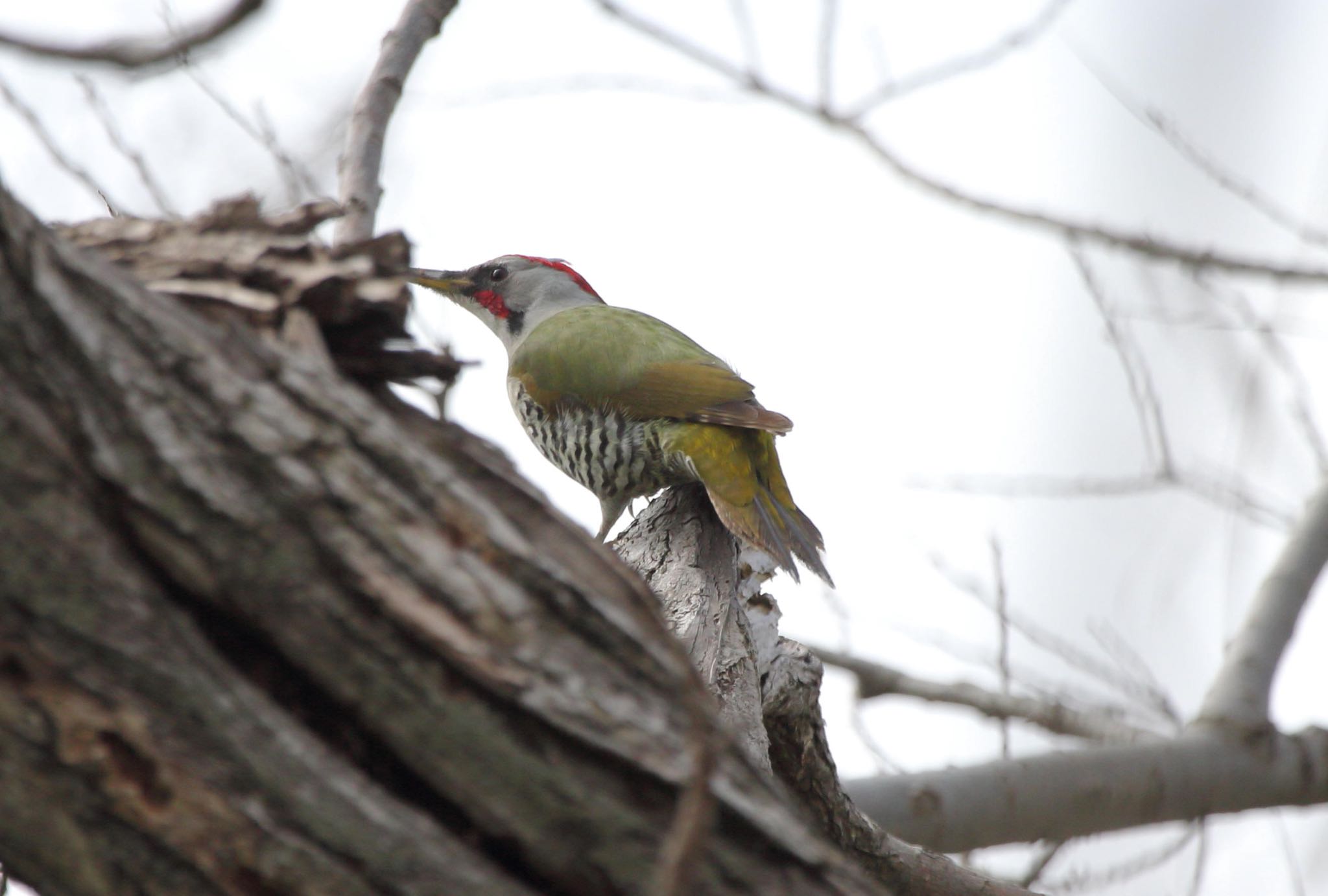 Photo of Japanese Green Woodpecker at 姉川河口公園 by アカウント12570
