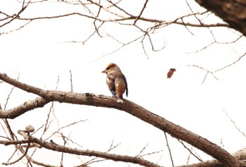 Hawfinch 姉川河口公園 Sun, 3/5/2023