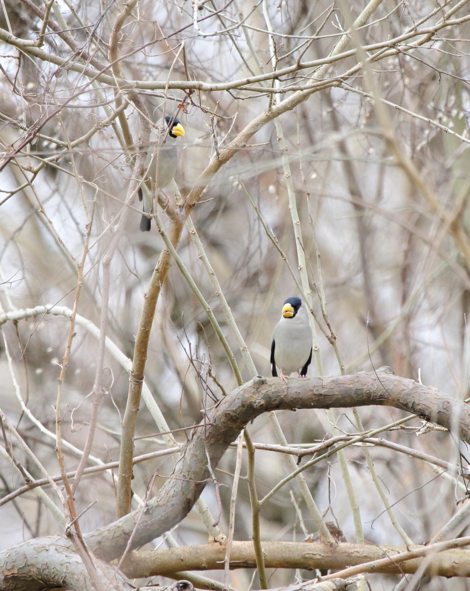 Photo of Japanese Grosbeak at 姉川河口公園 by アカウント12570