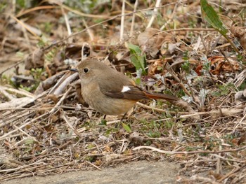 Daurian Redstart Akigase Park Sun, 3/5/2023