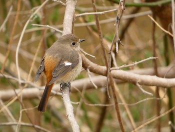 Daurian Redstart Akigase Park Sun, 3/5/2023