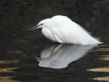 2023年3月6日(月) 平和の森公園、妙正寺川の野鳥観察記録