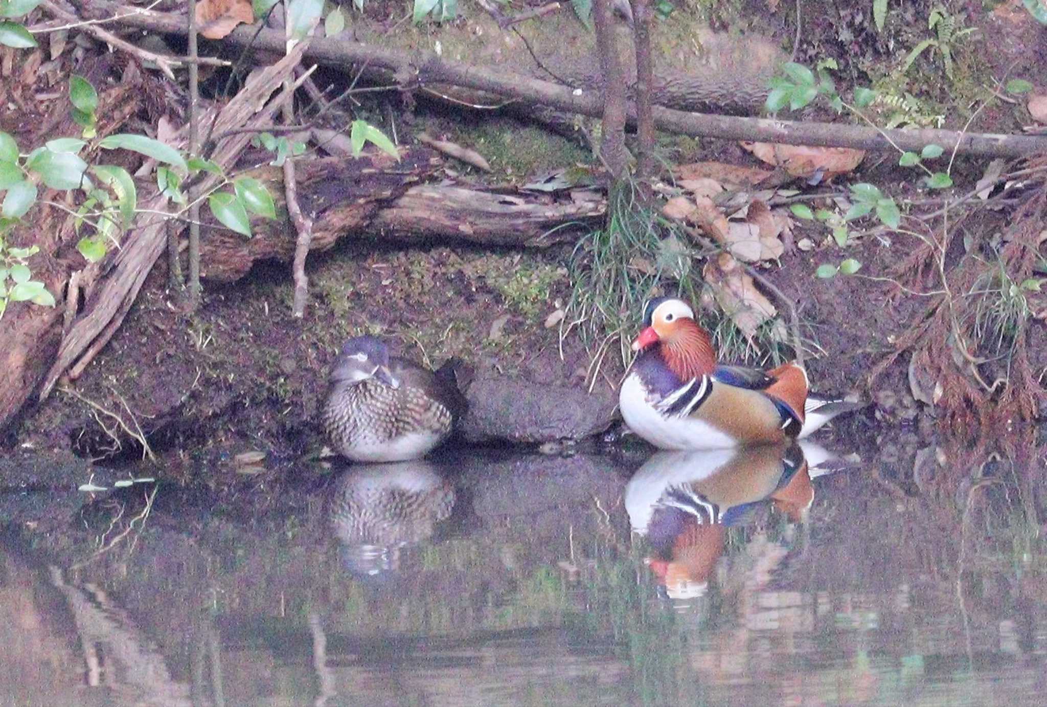 Mandarin Duck