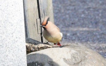 2023年3月4日(土) 太田宿中山道会館(美濃加茂市)の野鳥観察記録