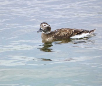 コオリガモ ふなばし三番瀬海浜公園 2023年3月5日(日)