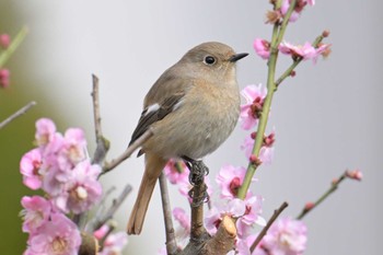 ジョウビタキ 埼玉県川口市 2023年3月5日(日)