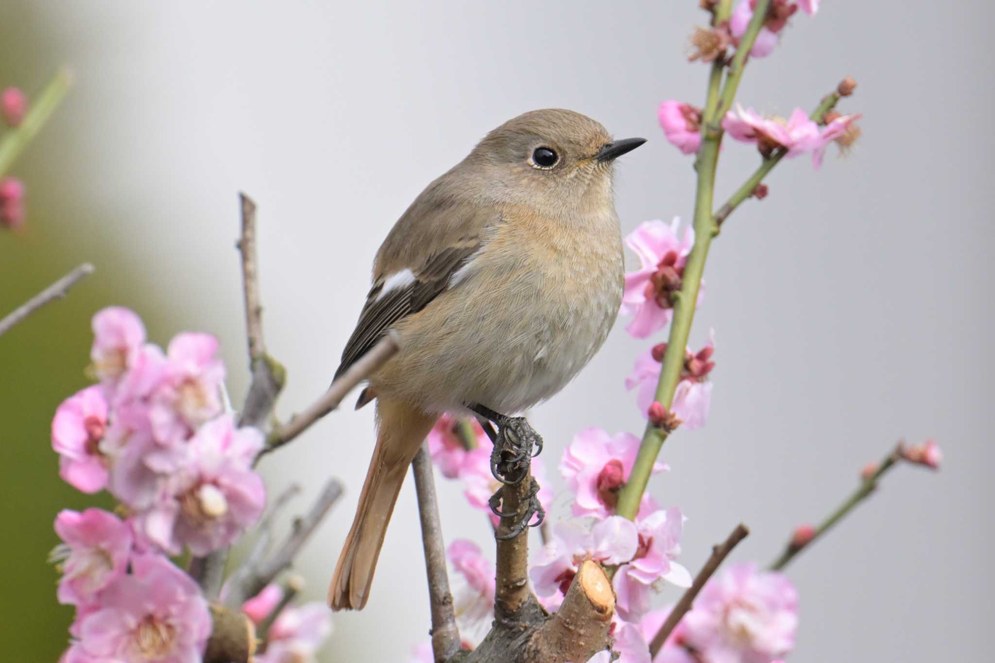 埼玉県川口市 ジョウビタキの写真 by 清水 清志