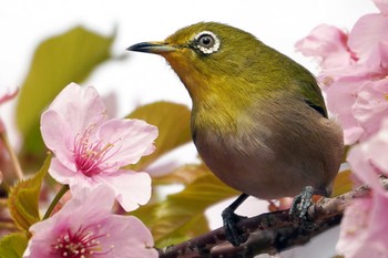 Warbling White-eye 横浜市磯子区松ノ内公園 Mon, 3/6/2023