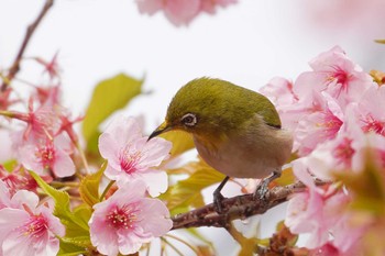 Warbling White-eye 横浜市磯子区松ノ内公園 Mon, 3/6/2023