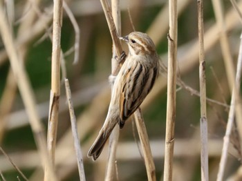 Common Reed Bunting 今田遊水池 Mon, 3/6/2023