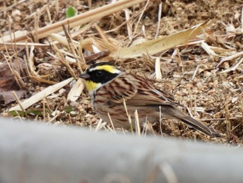 Yellow-throated Bunting Kobe Forest Botanic Garden Sun, 3/5/2023