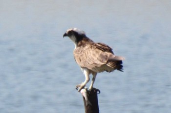 2023年3月6日(月) 大阪南港野鳥園の野鳥観察記録