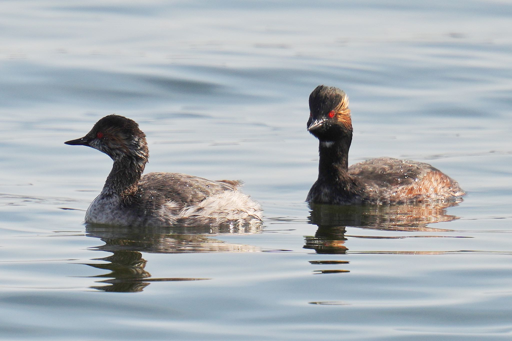 Black-necked Grebe