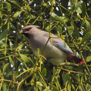 Japanese Waxwing Higashitakane Forest park Mon, 3/6/2023