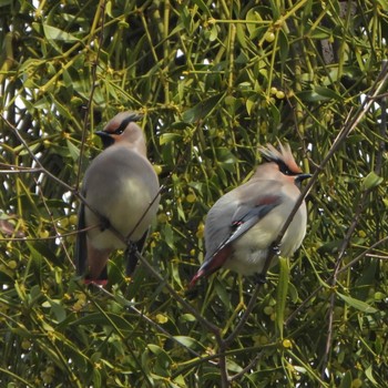 Japanese Waxwing Higashitakane Forest park Mon, 3/6/2023