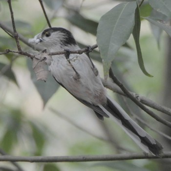 Long-tailed Tit Higashitakane Forest park Mon, 3/6/2023