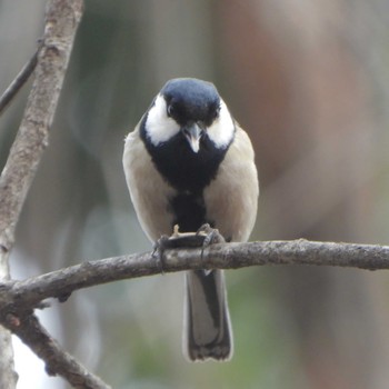 Japanese Tit Higashitakane Forest park Mon, 3/6/2023