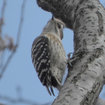 Japanese Pygmy Woodpecker Higashitakane Forest park Mon, 3/6/2023