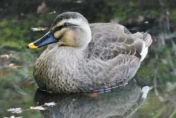 カルガモ 場所が不明 撮影日未設定