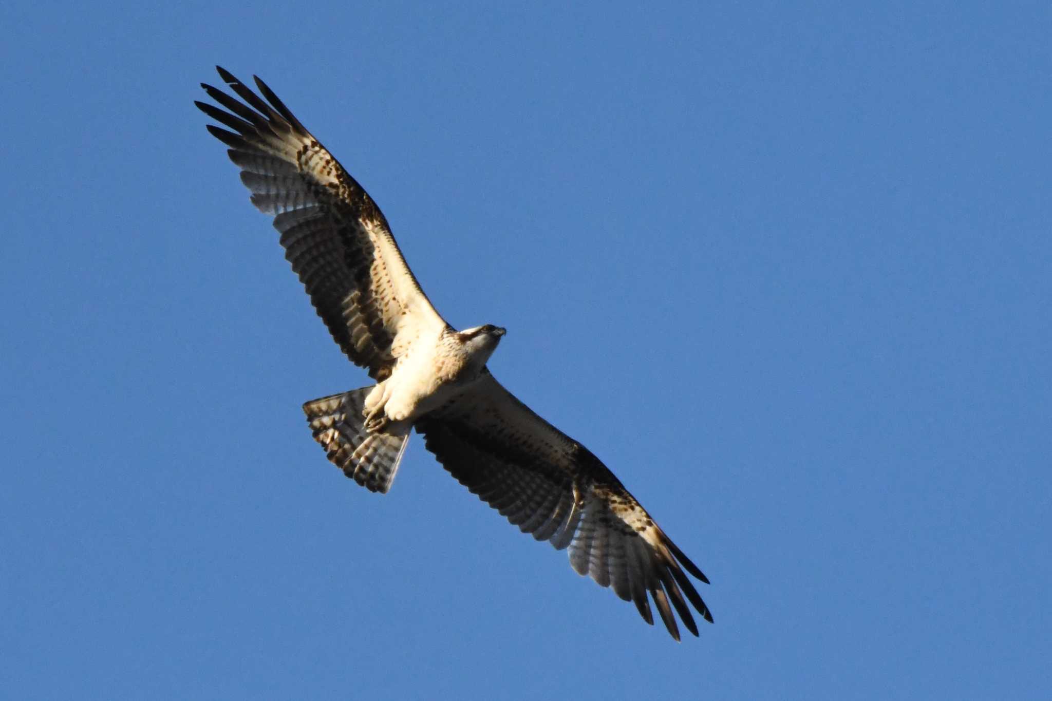 Osprey