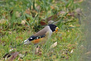 Chinese Grosbeak 狭山市 Mon, 3/6/2023