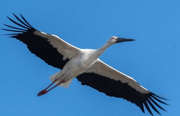 コウノトリ 渡良瀬遊水地 2021年12月11日(土)