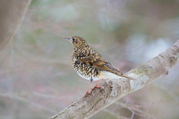 トラツグミ 井頭公園 2018年1月28日(日)