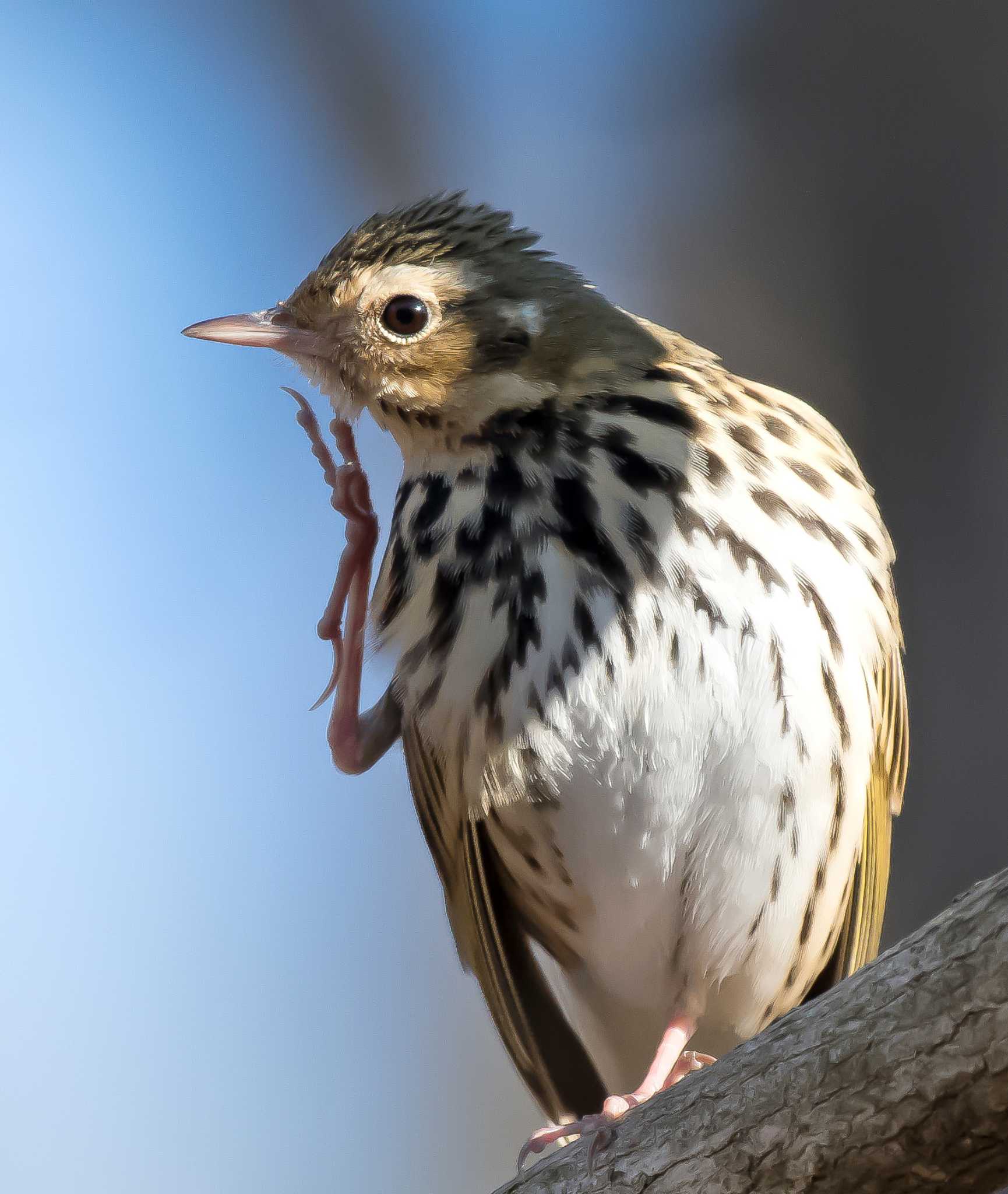 井頭公園 ビンズイの写真 by 鈴音銀の