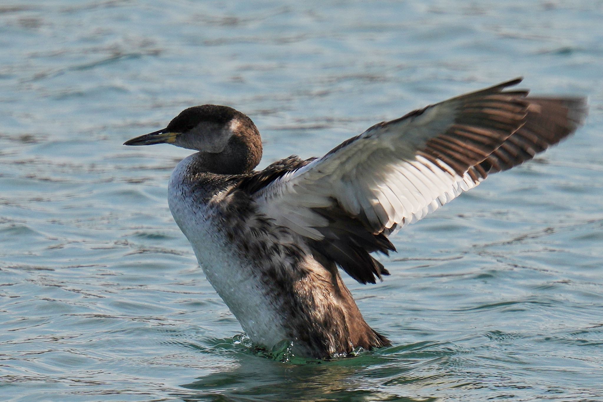 Red-necked Grebe