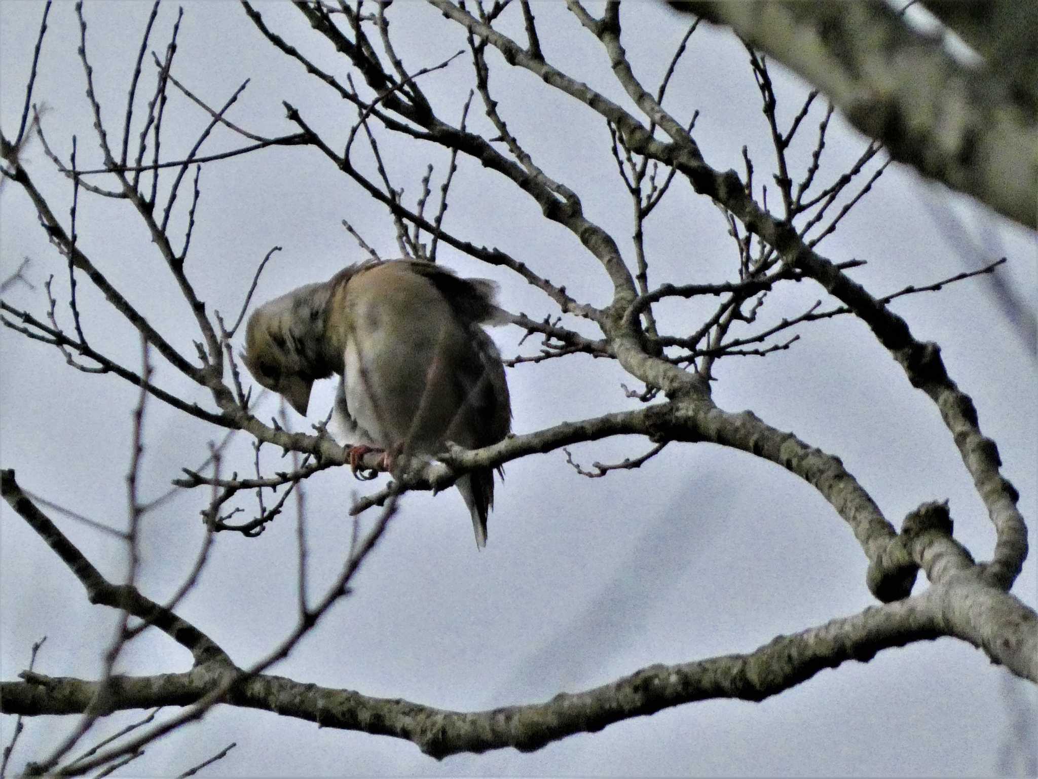 Hawfinch