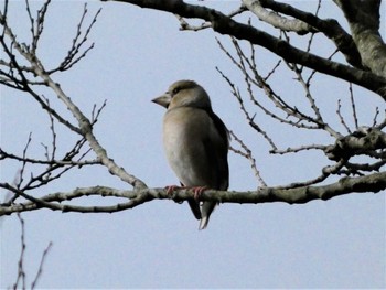 Hawfinch 湘南平 Mon, 3/6/2023