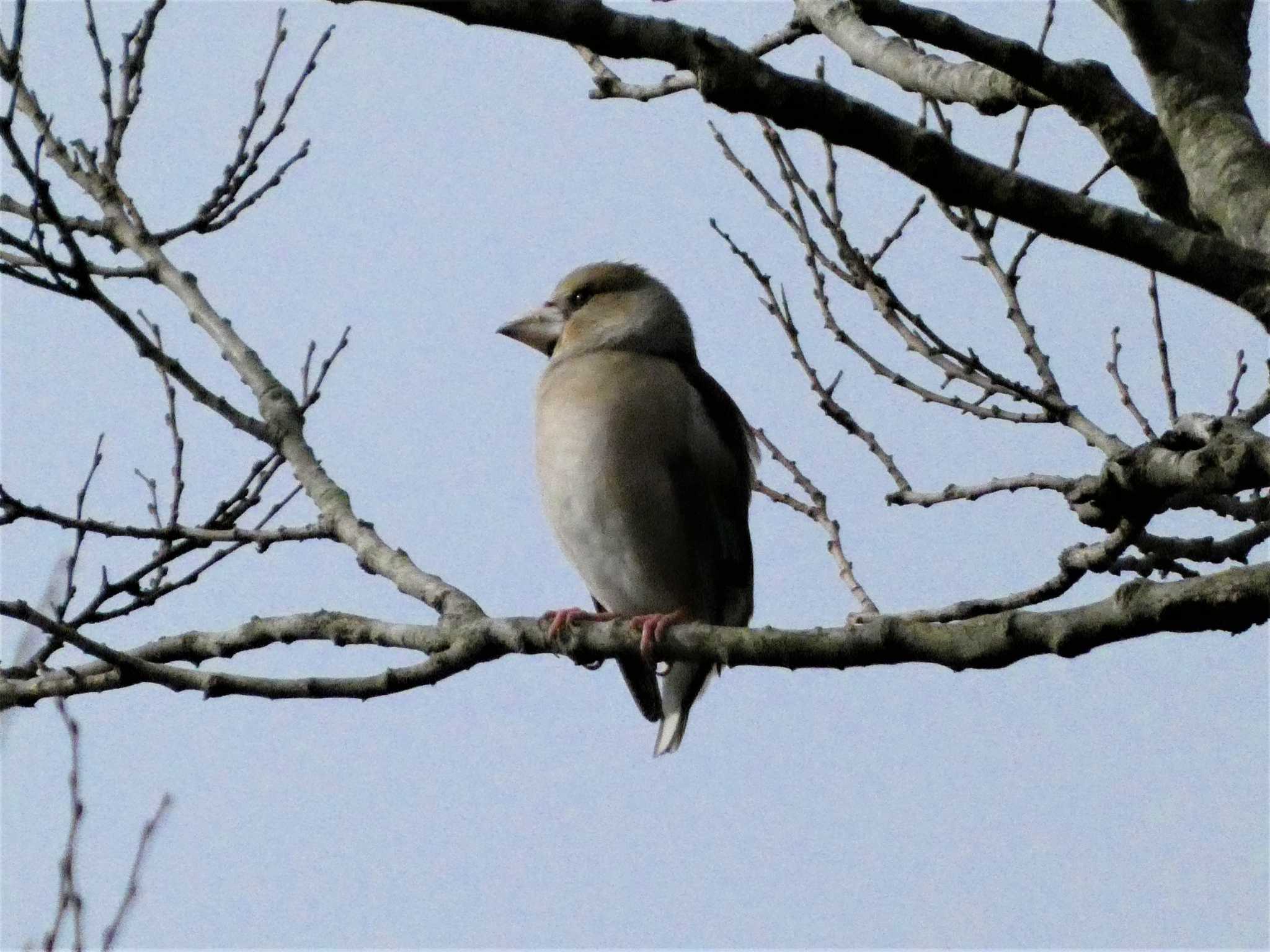 Hawfinch