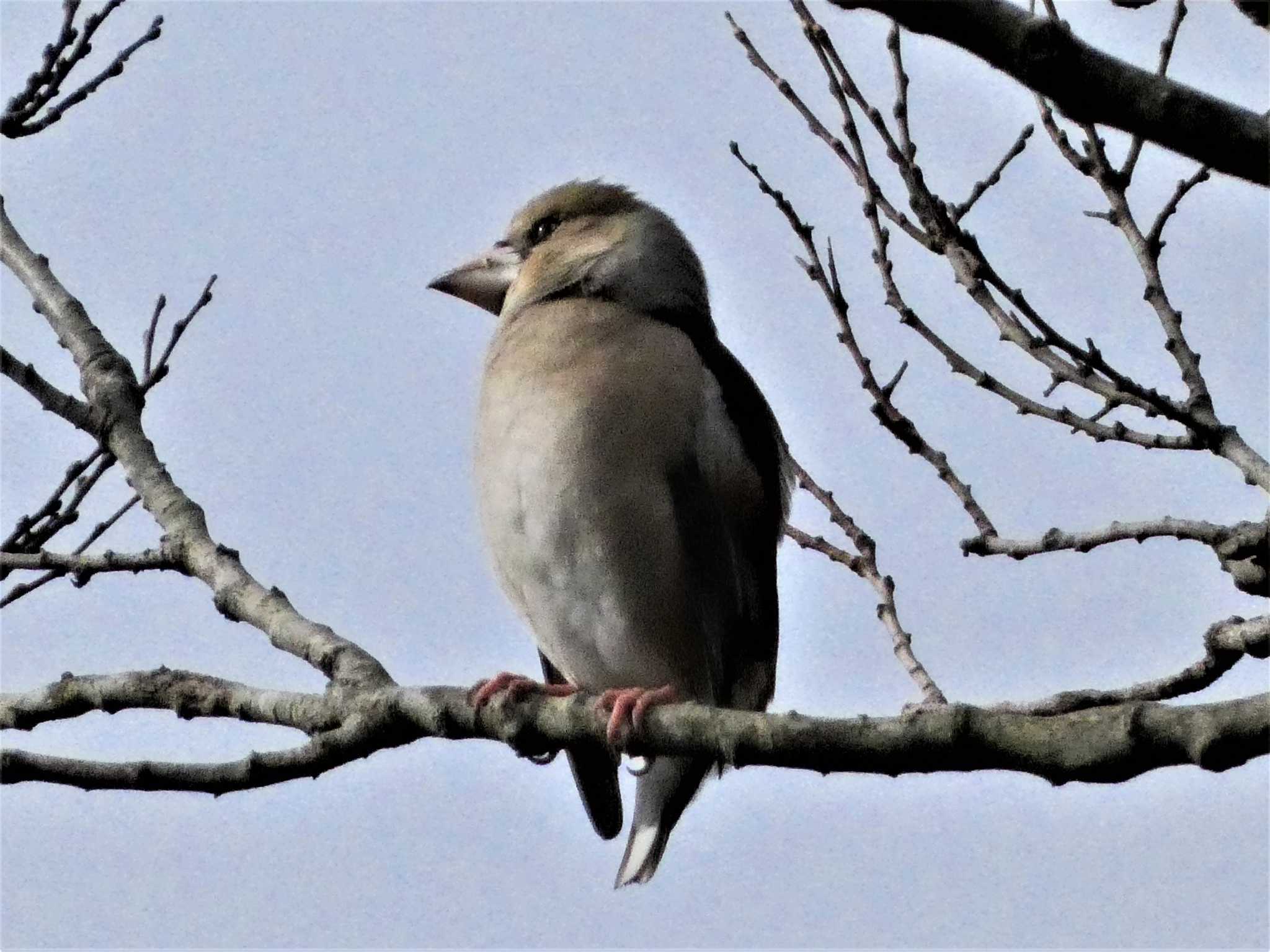 Hawfinch