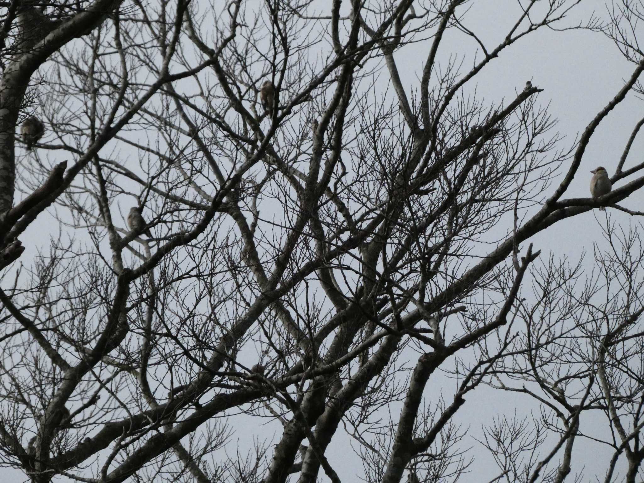 Hawfinch