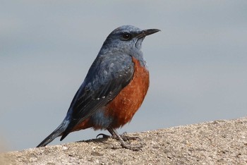 Blue Rock Thrush Unknown Spots Unknown Date