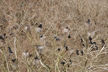 カワウ 早戸川林道 2023年3月1日(水)