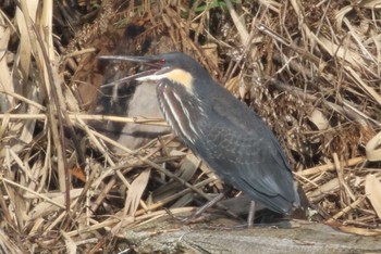 Black Bittern Unknown Spots Unknown Date