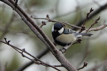 シジュウカラ りょうぶの道(滋賀県草津市) 2023年3月3日(金)