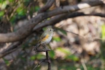 Red-flanked Bluetail Showa Kinen Park Fri, 1/13/2023