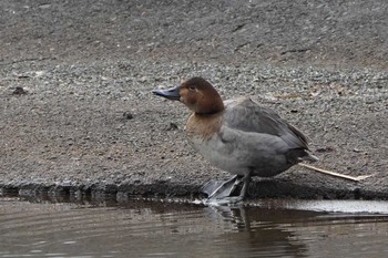 Common Pochard Showa Kinen Park Tue, 1/17/2023