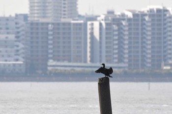 Great Cormorant Sambanze Tideland Thu, 3/2/2023