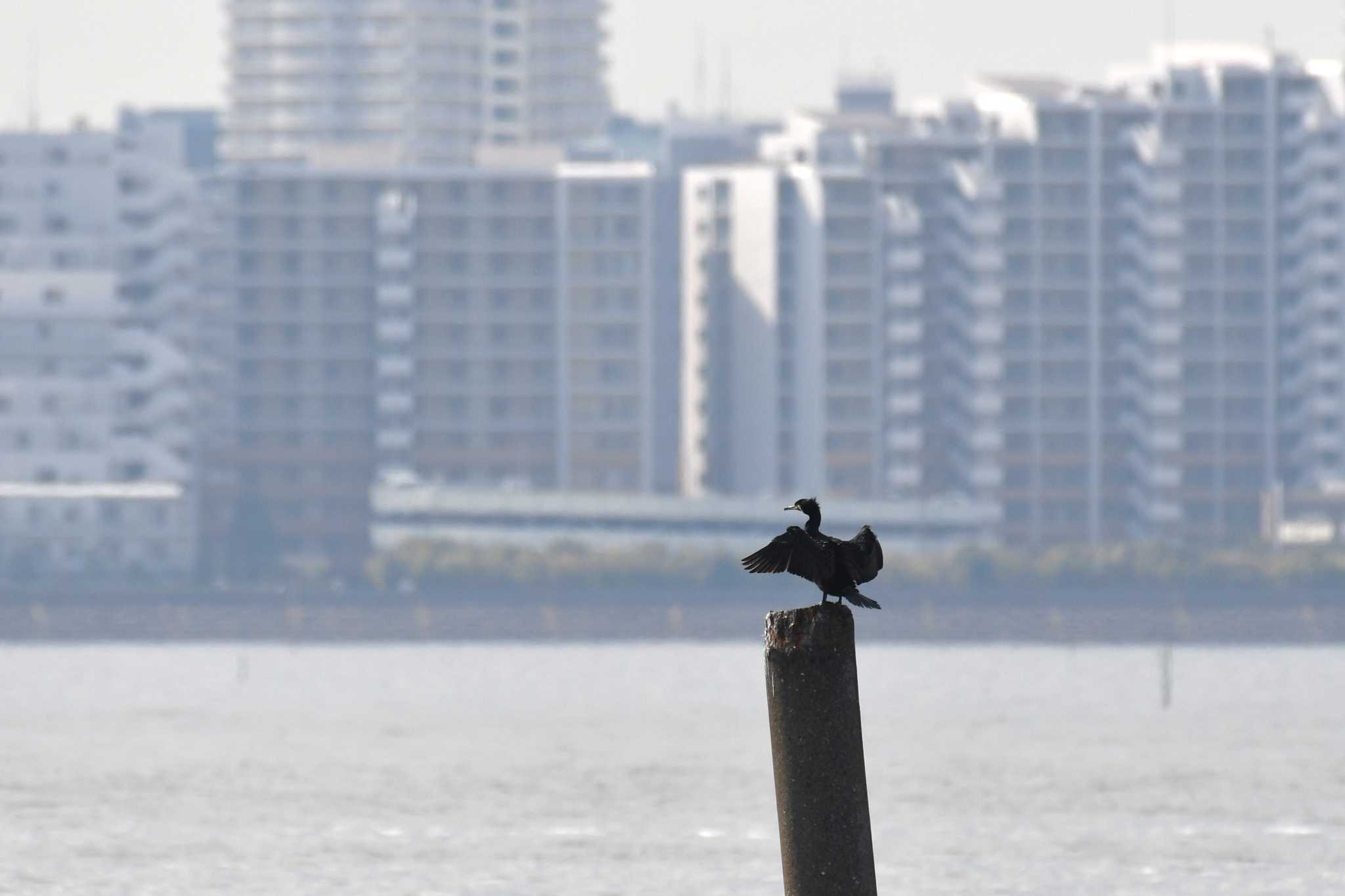 ふなばし三番瀬海浜公園 カワウの写真 by Semal