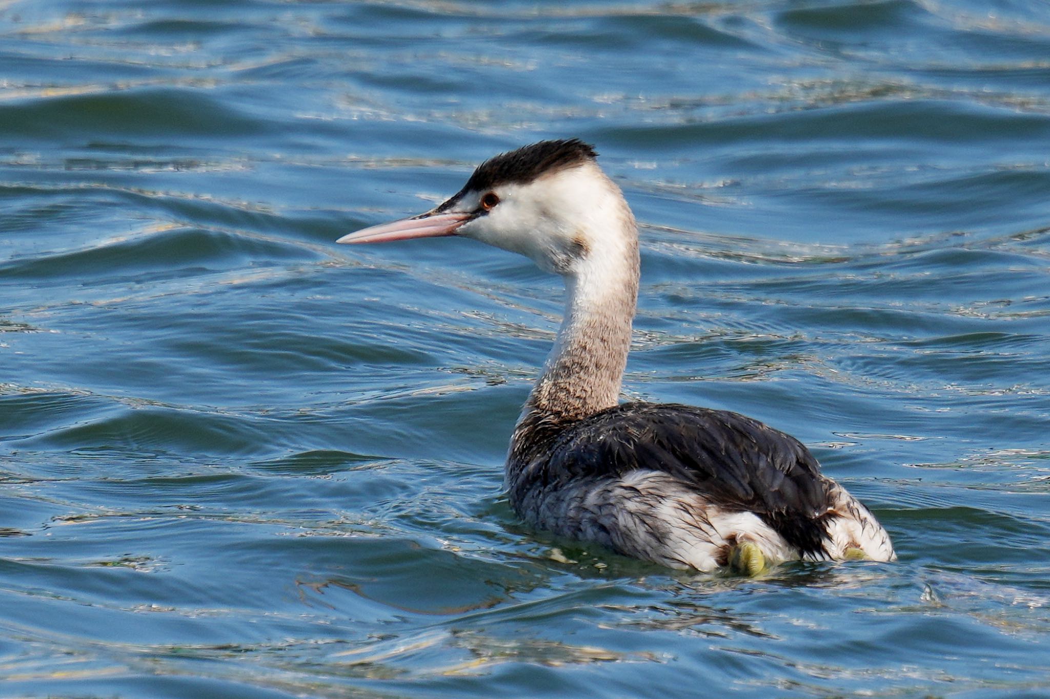 Great Crested Grebe