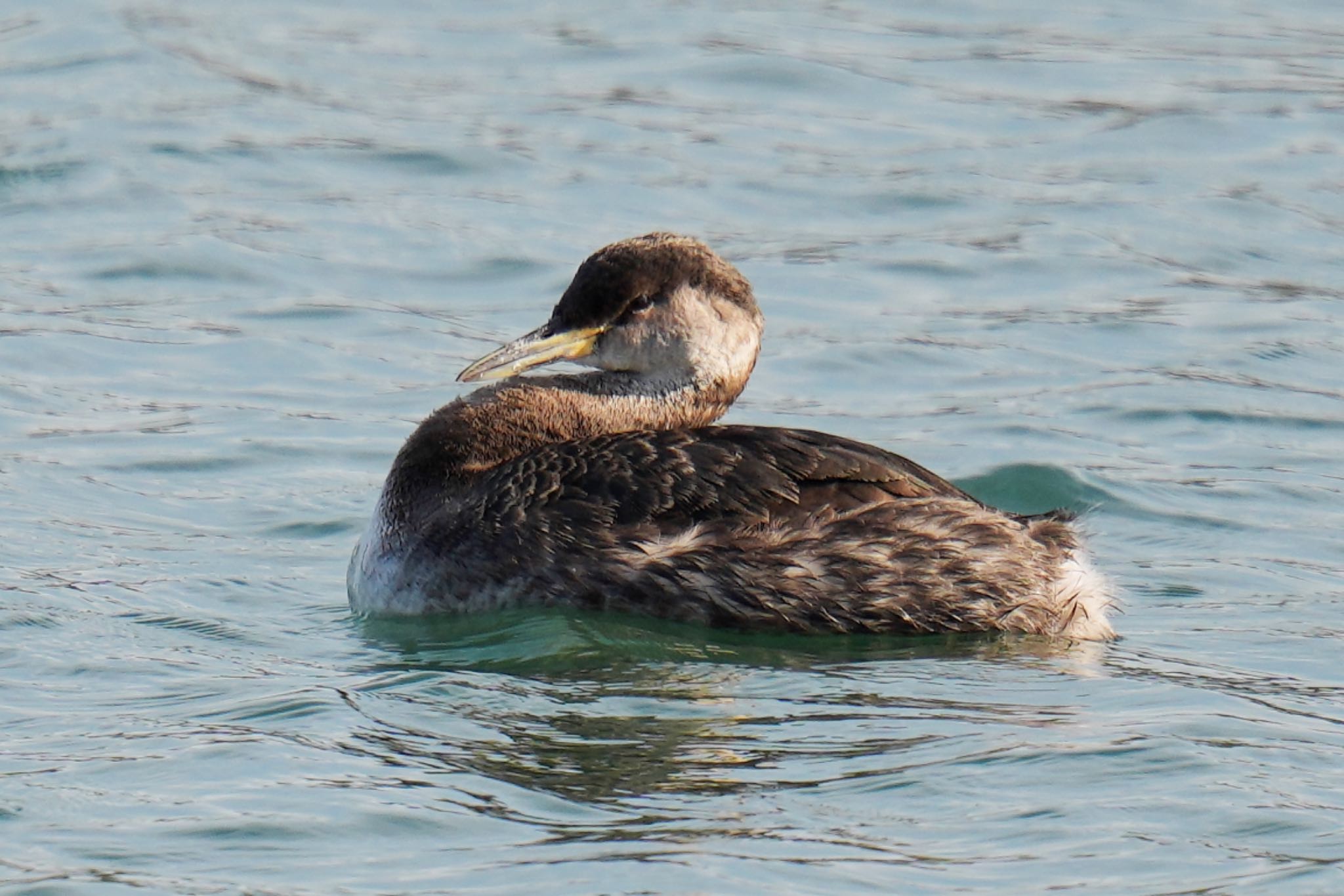 Photo of Red-necked Grebe at 波崎漁港 by アポちん