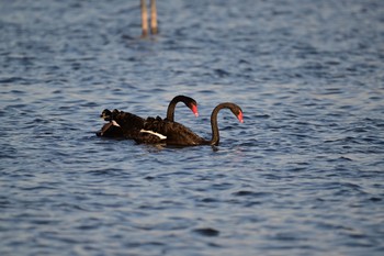 Black Swan Unknown Spots Tue, 2/28/2023