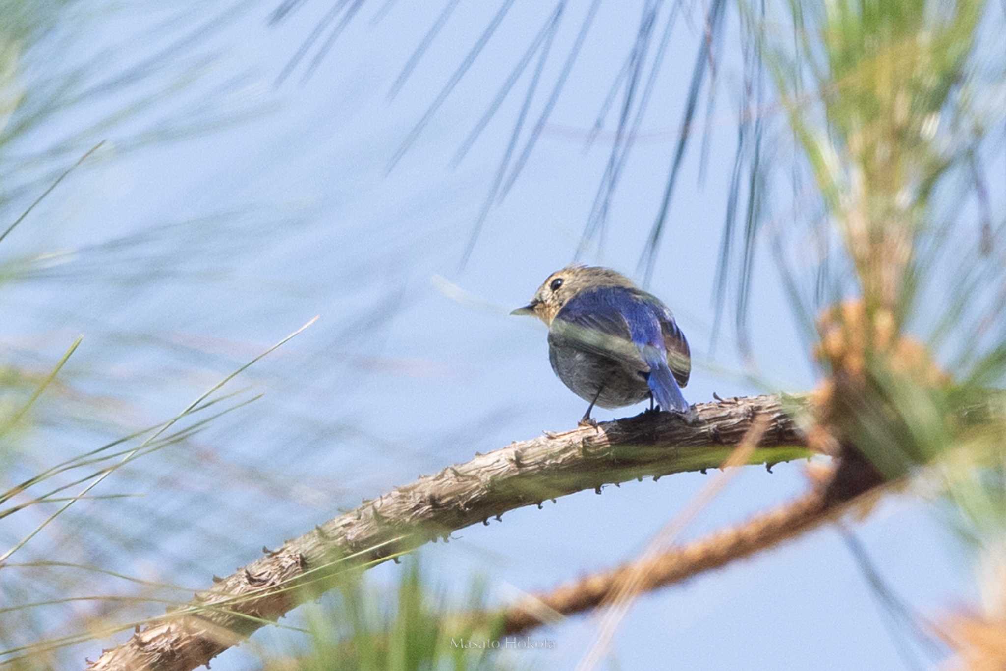 Photo of Sapphire Flycatcher at Doi Sanju by Trio