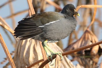 バン 場所が不明 撮影日未設定